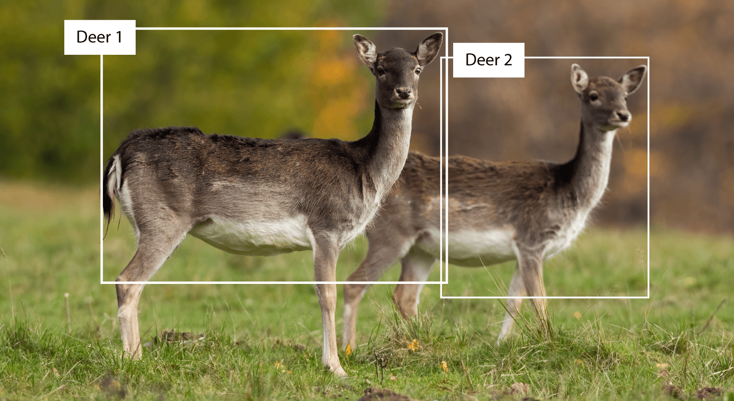 AI drones for wildlife monitoring and population management